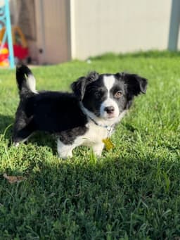 Arf- D image 2