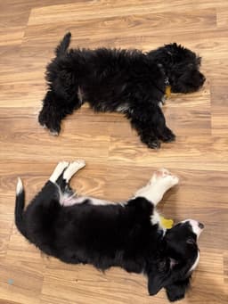 Arf- D image 4