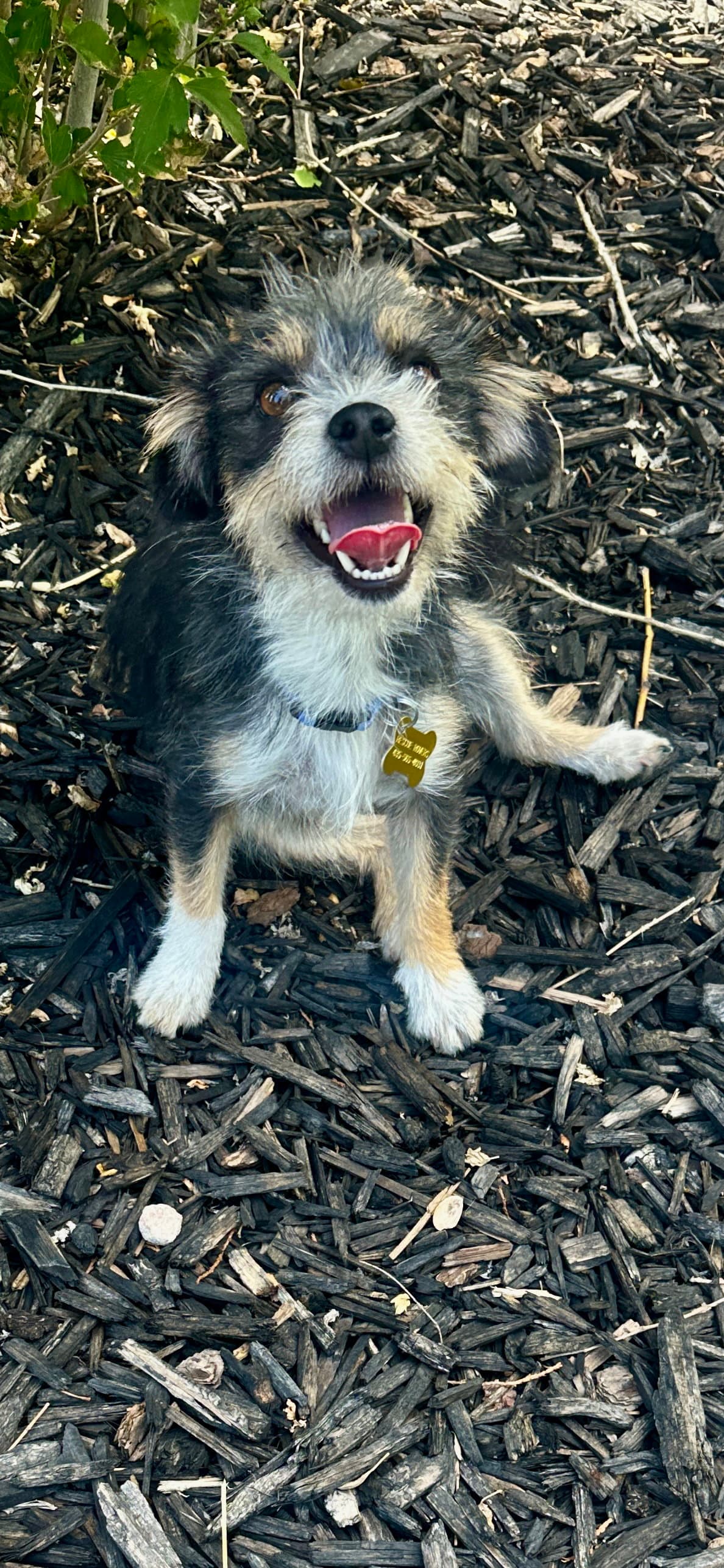 Asperja - Cairn Terrier