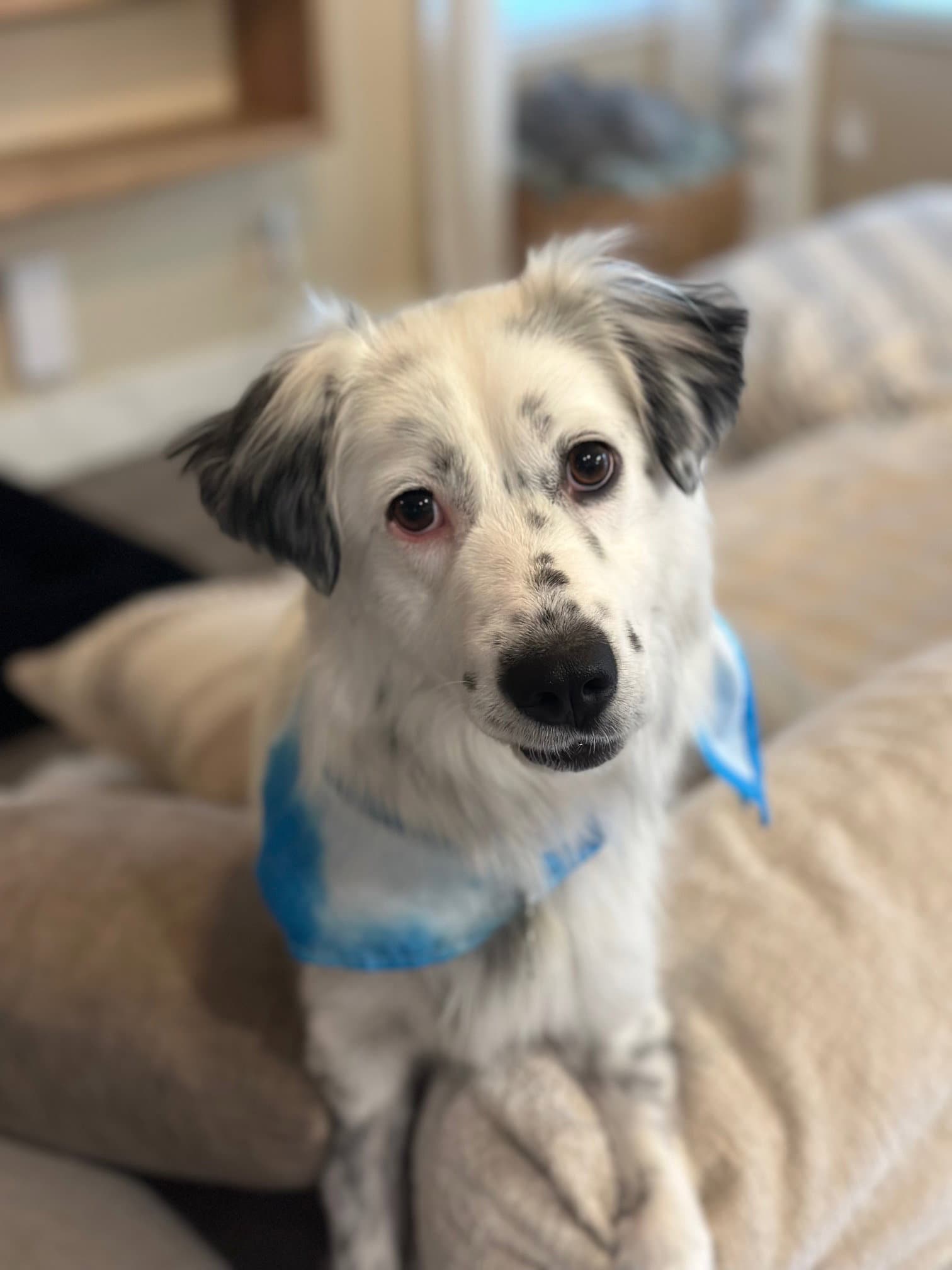 Sonza - Australian Shepherd