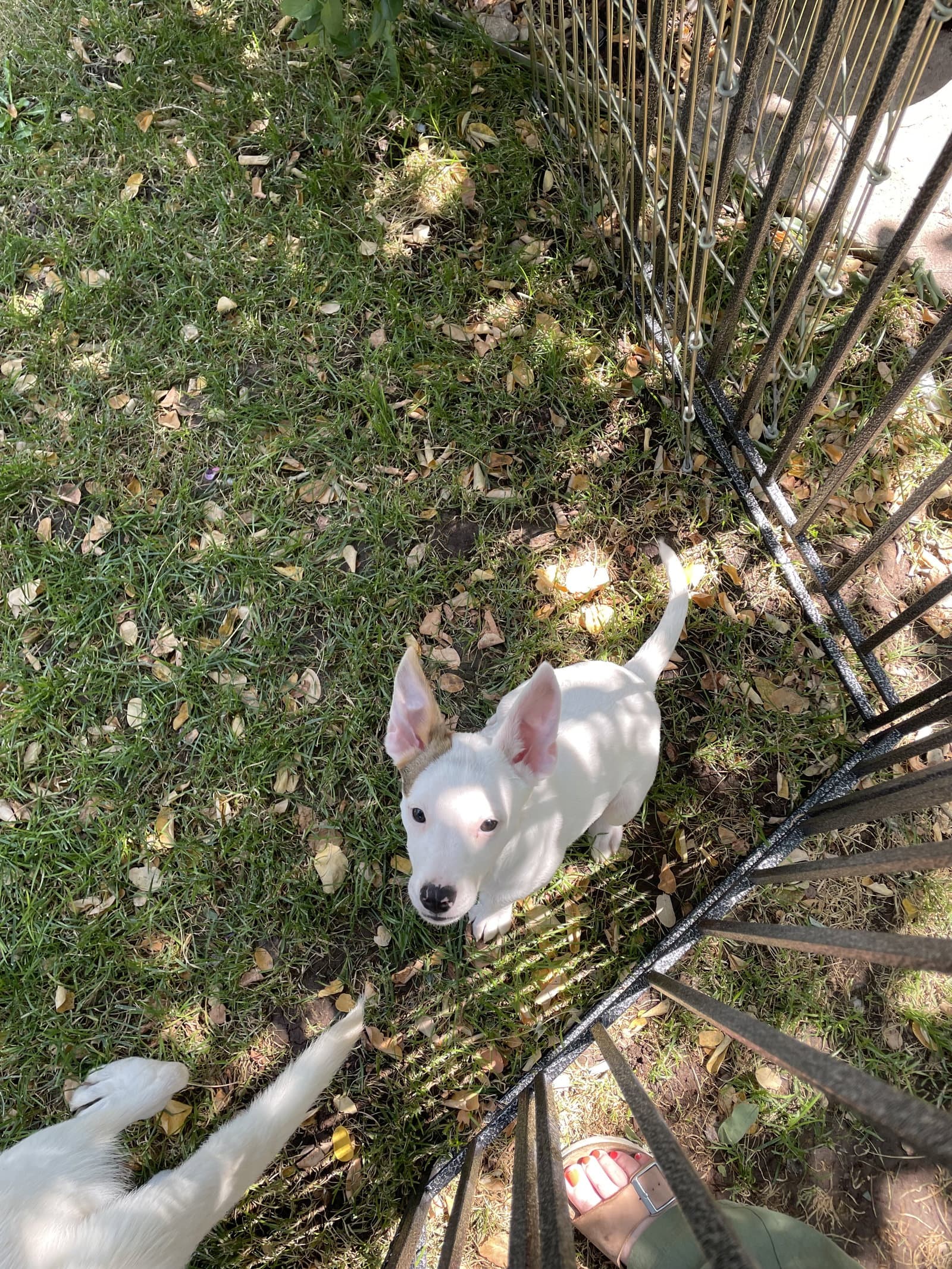 Stella Goldie - American Pit Bull Terrier