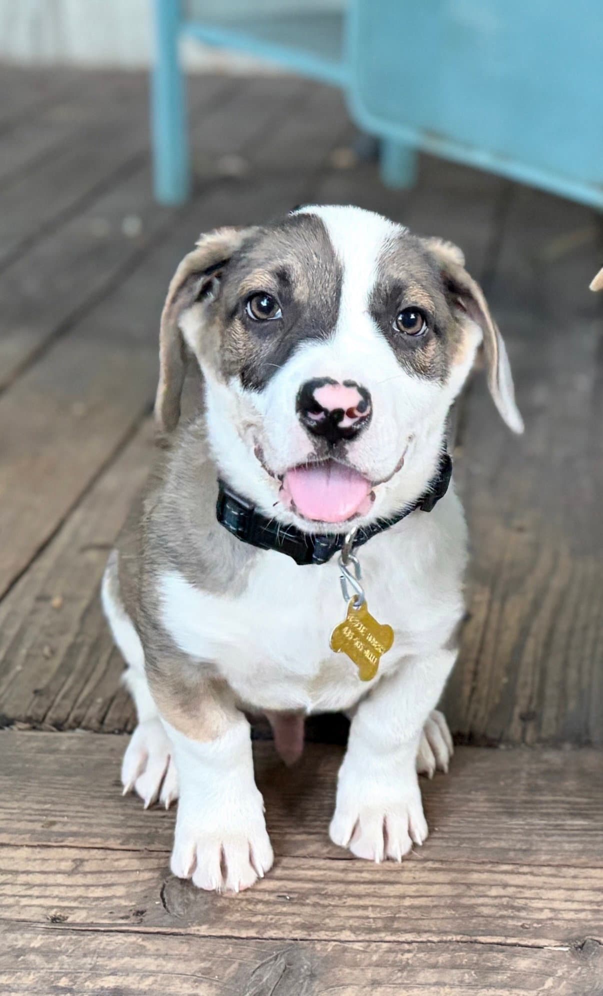Everson - American Pit Bull Terrier