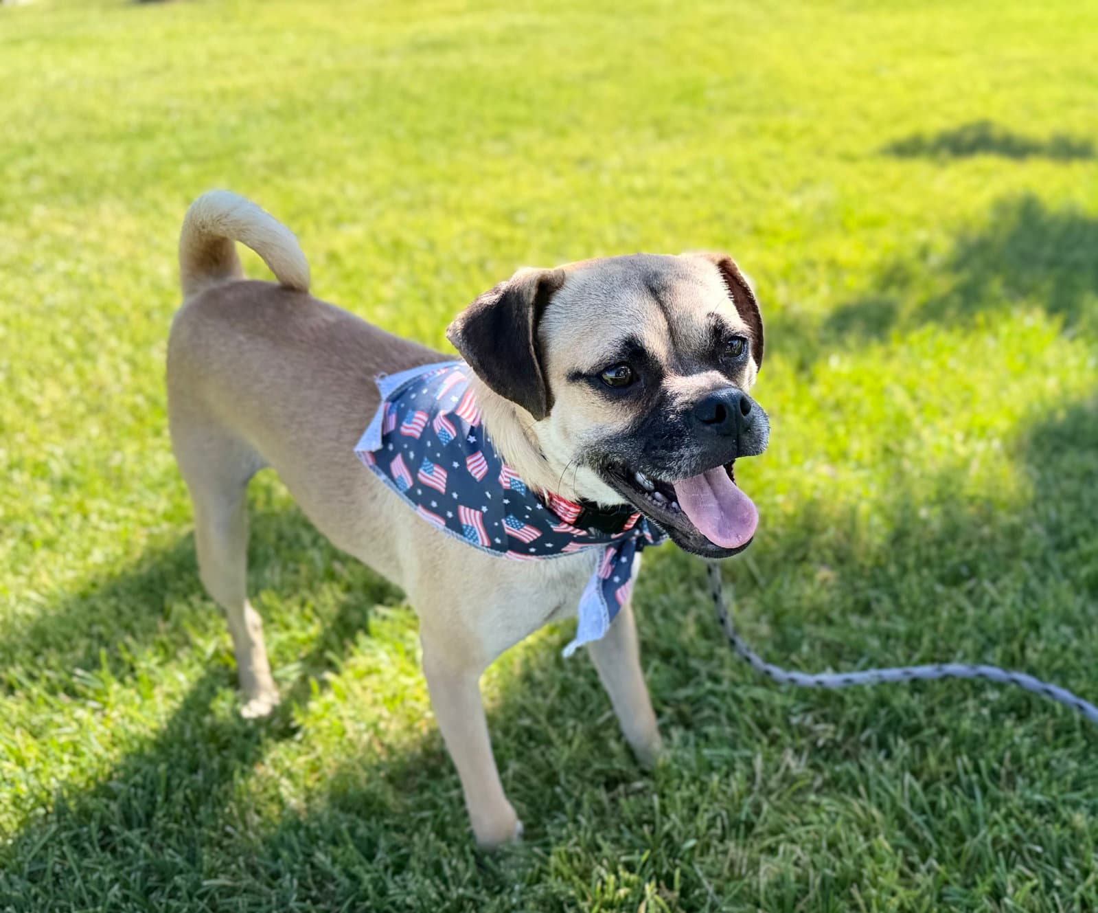 Pepae' - Pug