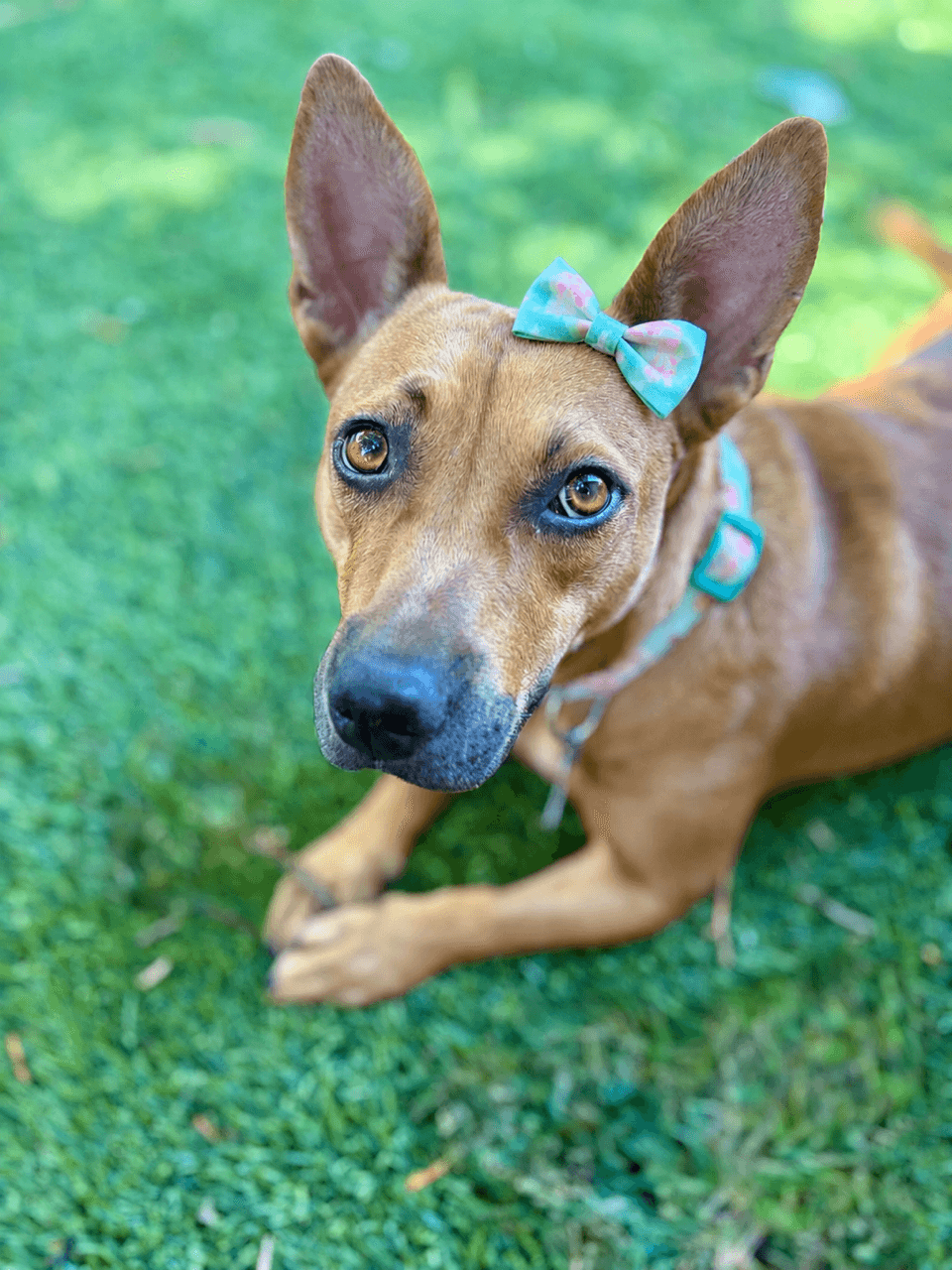 Carmela - Australian Cattle Dog/Blue Heeler