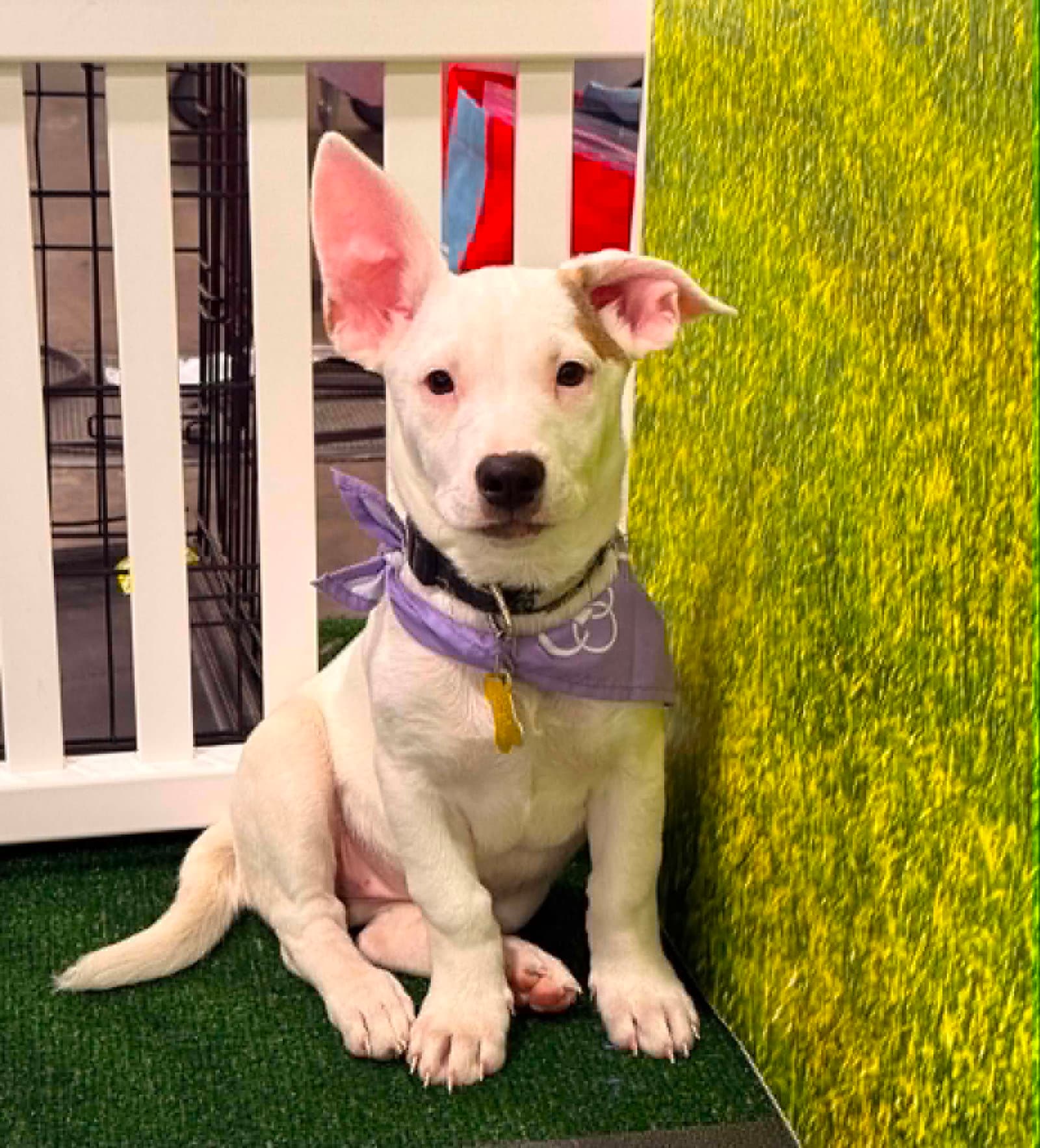 Abbey Ann - American Pit Bull Terrier