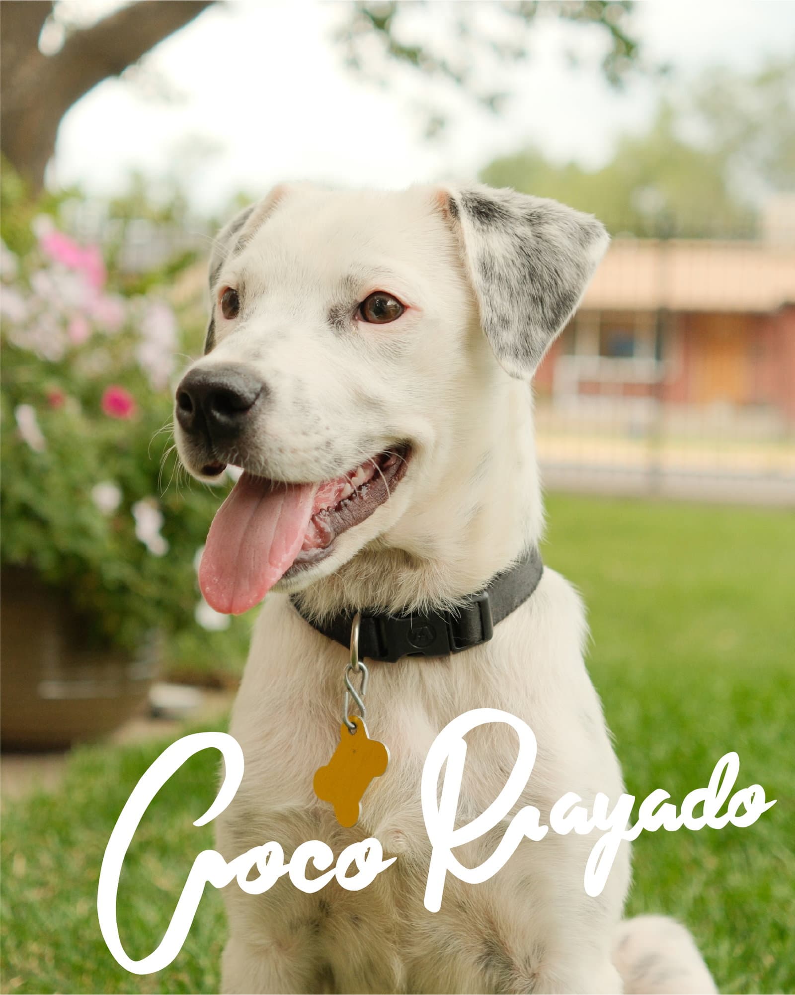 Coco Rayado - Australian Cattle Dog/Blue Heeler