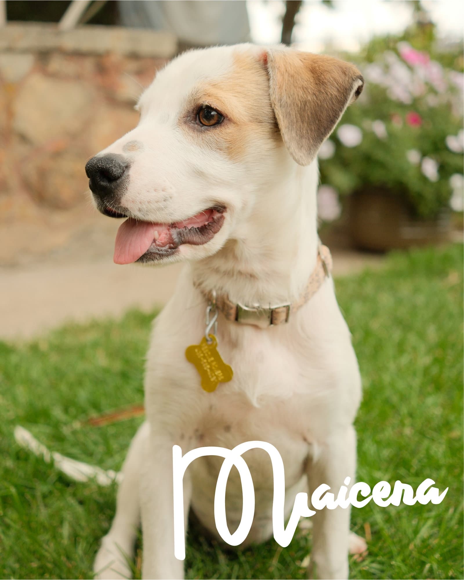 Maicena - Australian Cattle Dog/Blue Heeler
