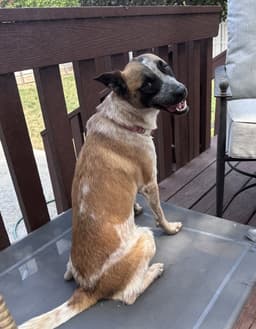 Daisy Lou image 4