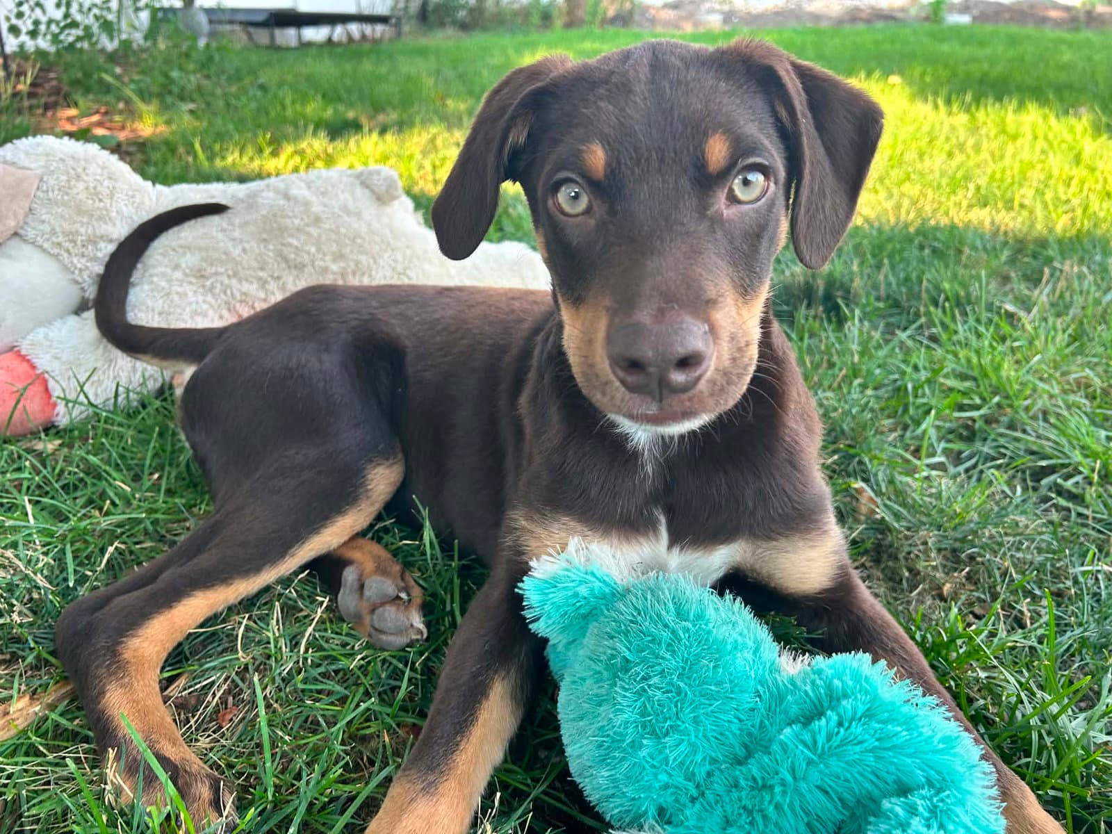 Hughie - Australian Cattle Dog/Blue Heeler