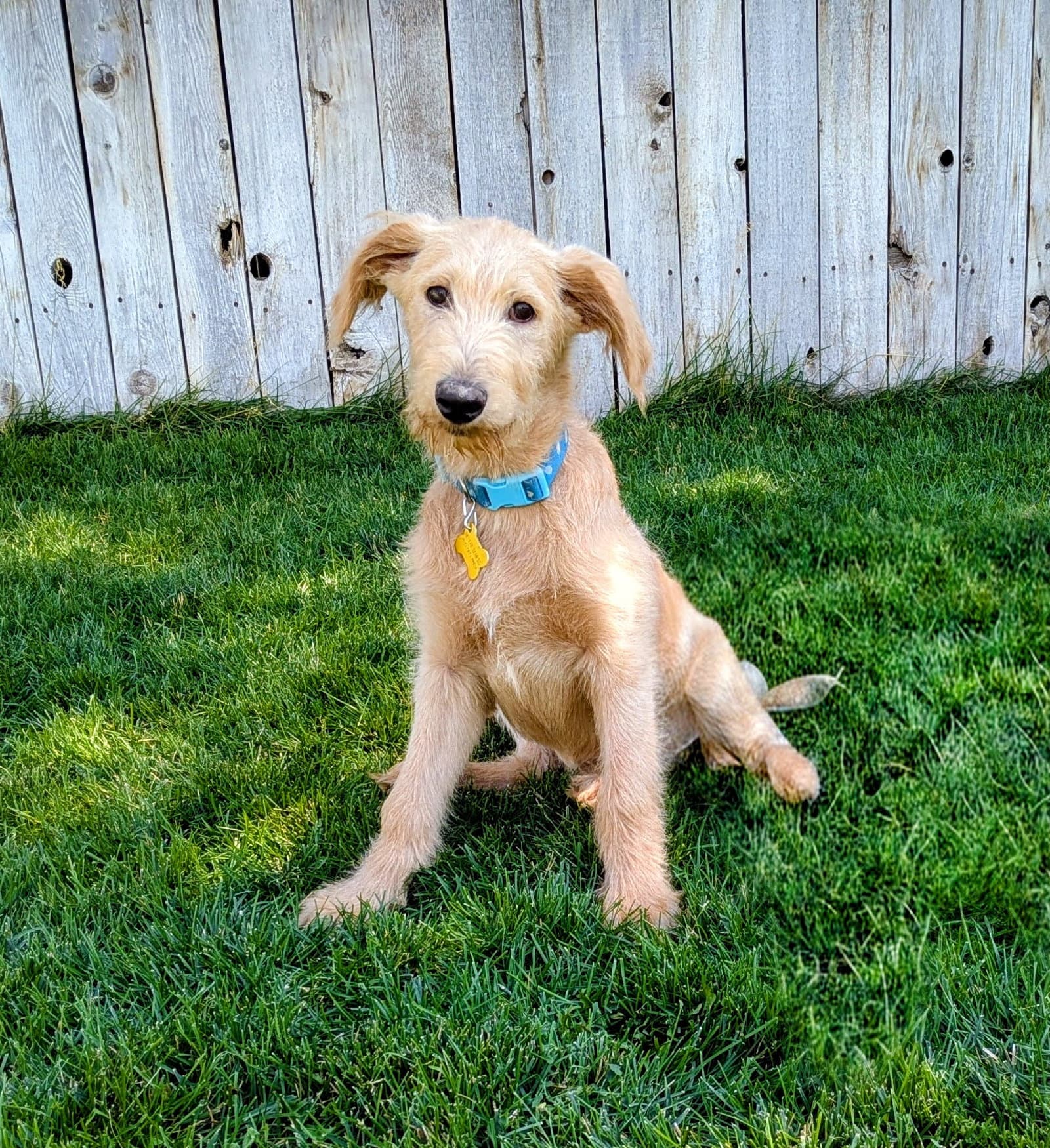 Ace Wilder - Labrador Retriever