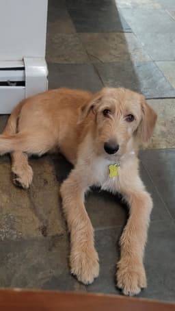 Woofles image 1