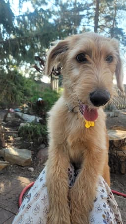 Woofles image 2