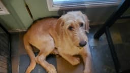 Woofles image 3