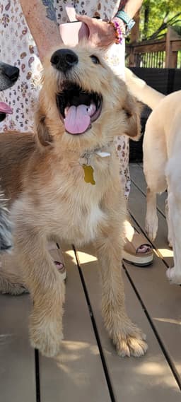 Woofles image 4