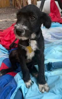 Ranger Scout - Poodle (Standard)