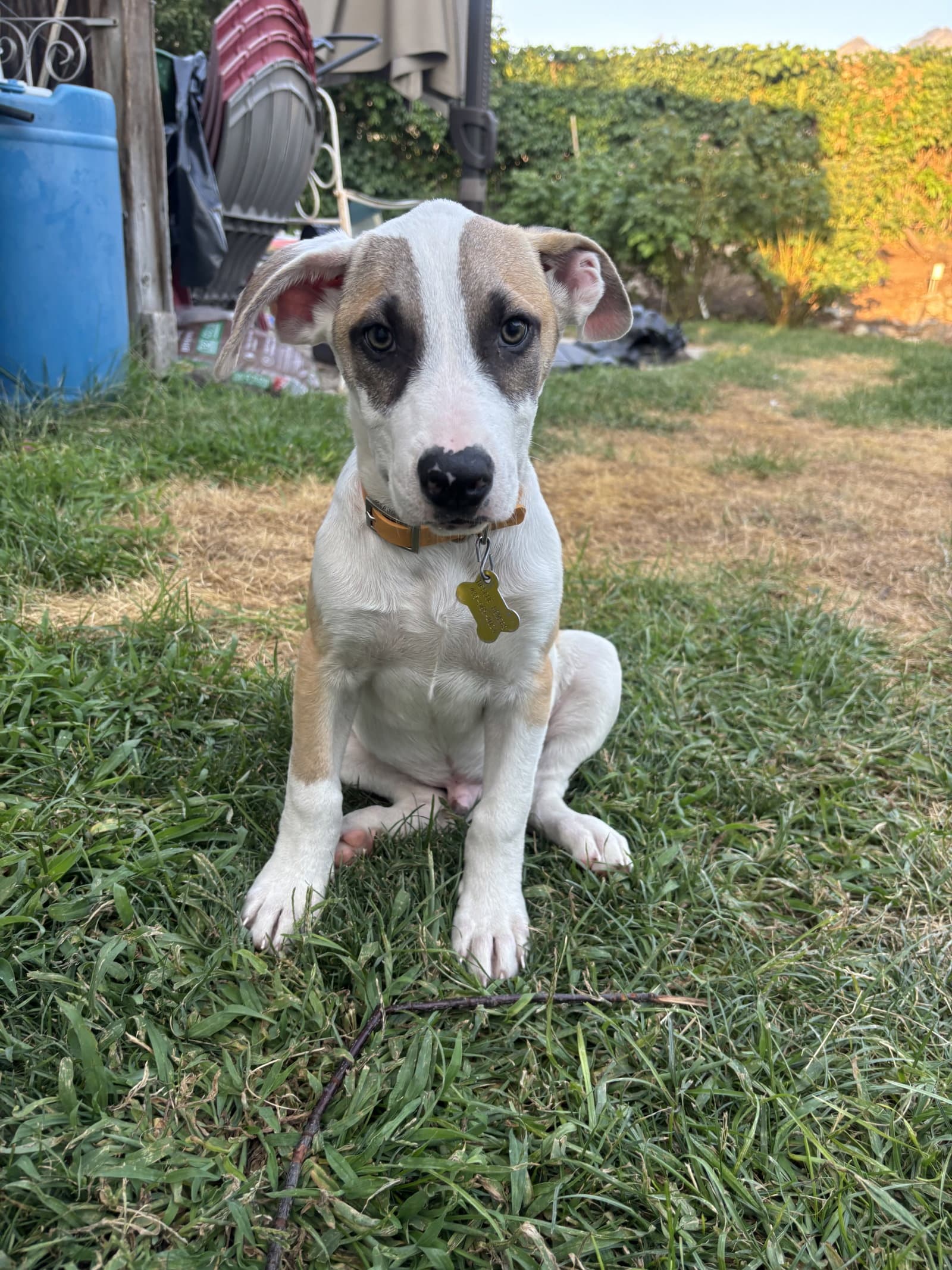 Abey Baby - American Pit Bull Terrier