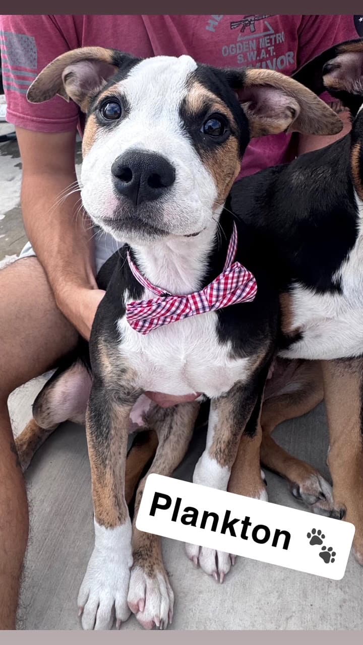 Plankton - Catahoula Leopard Dog