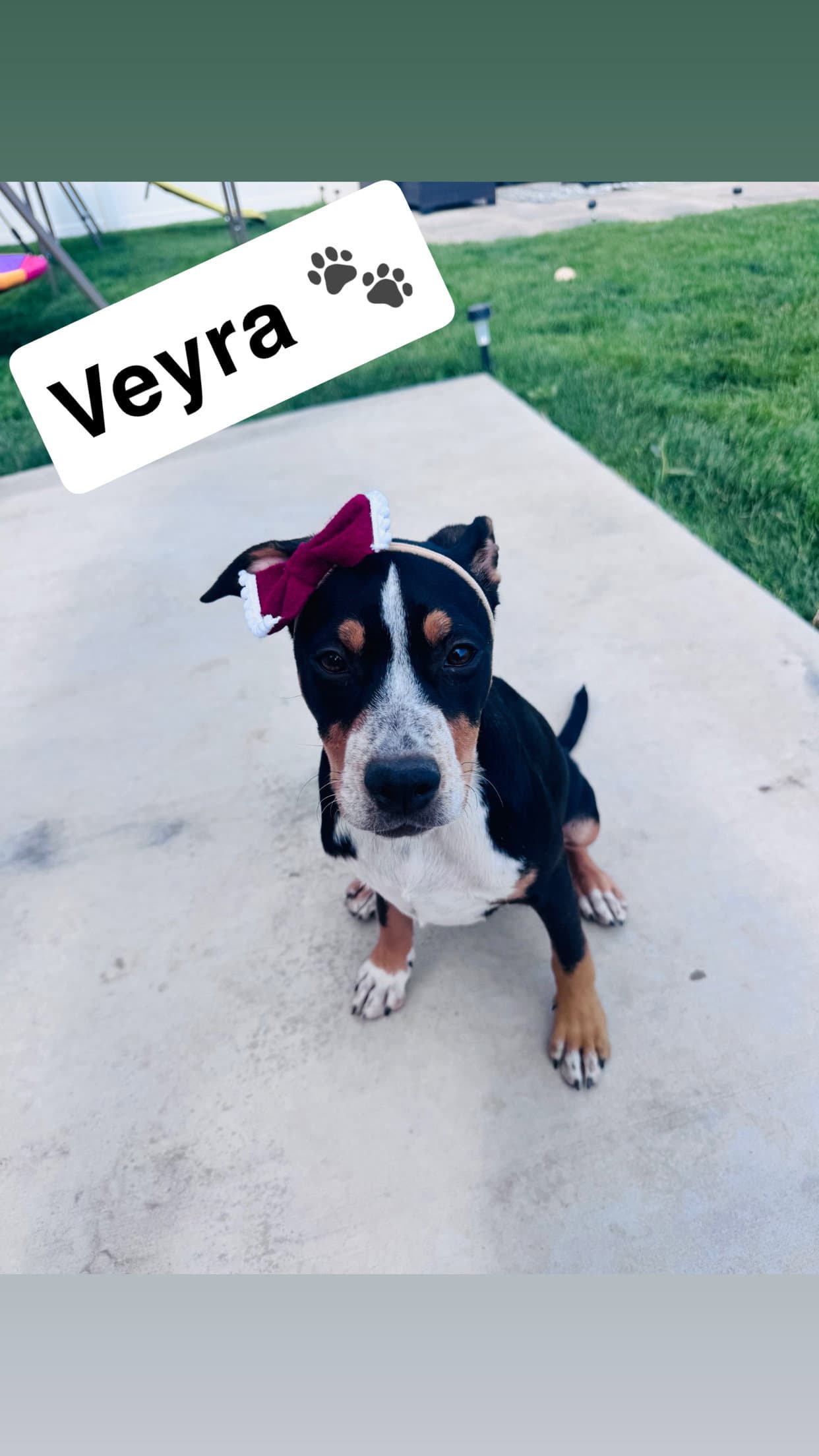 Veyra - Catahoula Leopard Dog