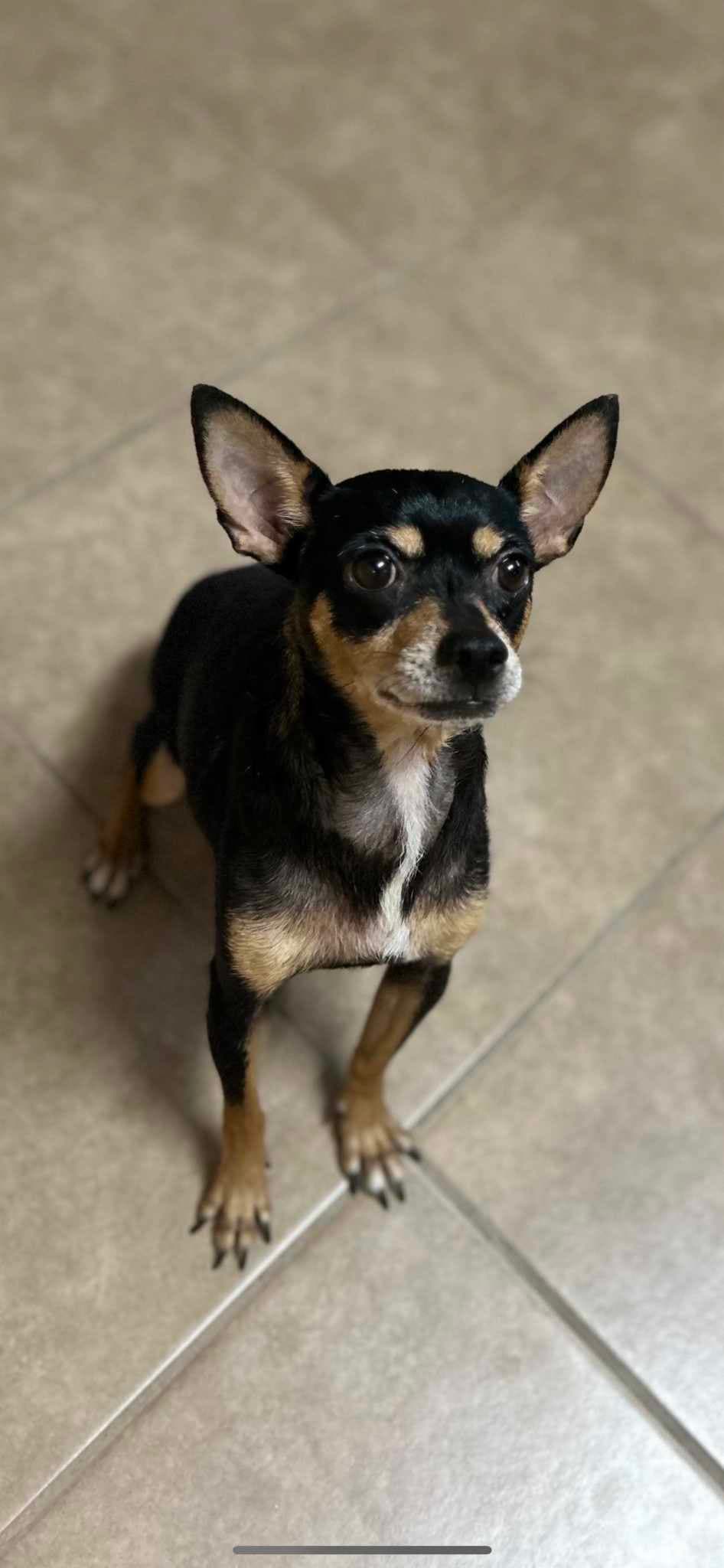 Louetta - Chihuahua