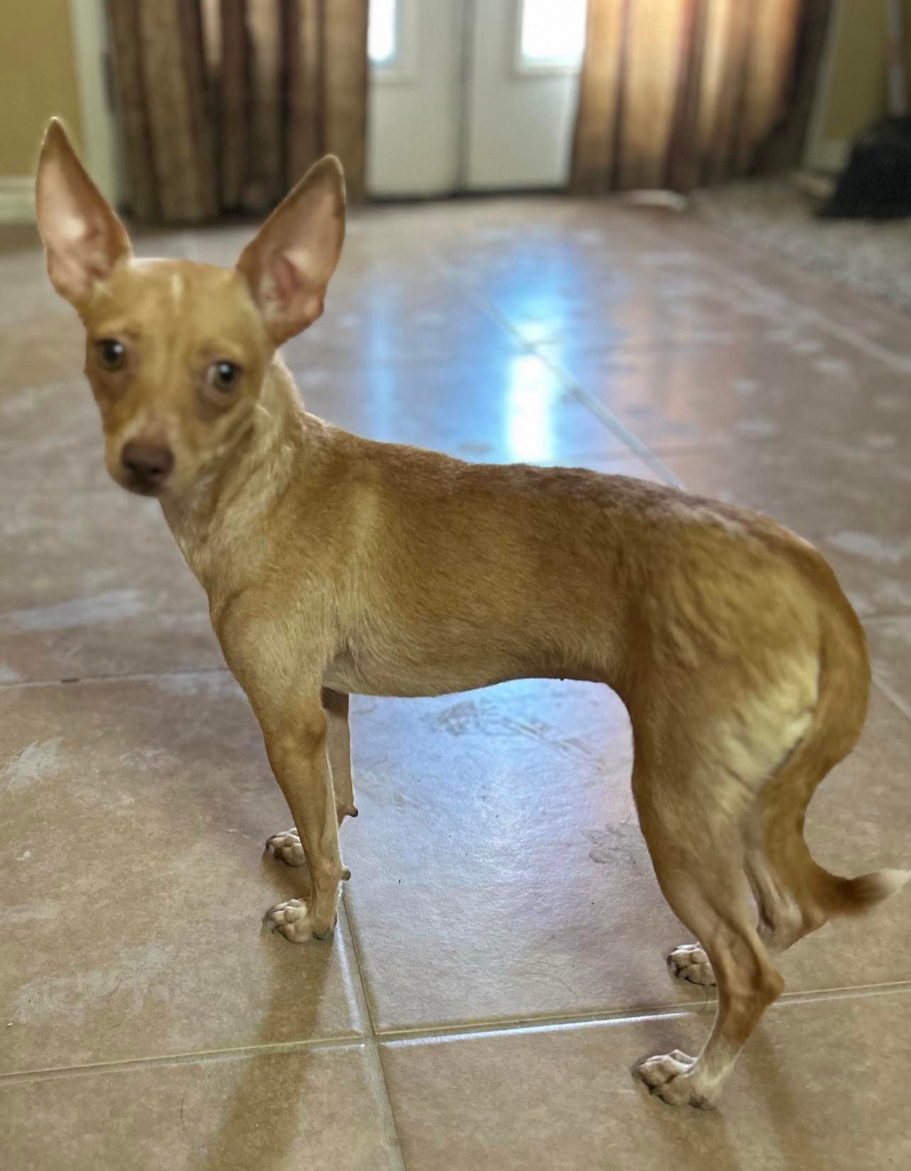 Alondra - Chihuahua