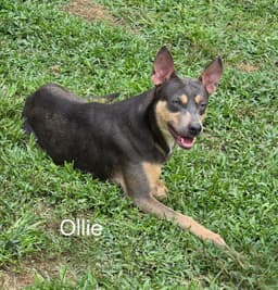 Ollie image 2
