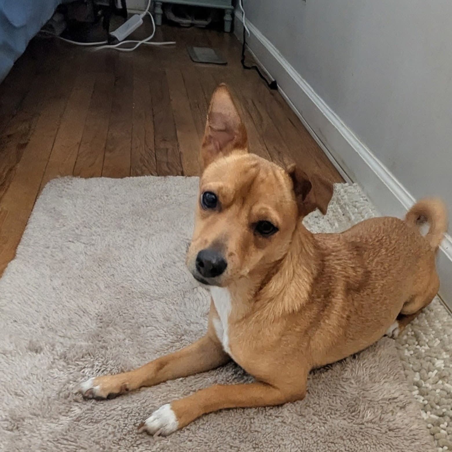 Bu-Cee - Chihuahua