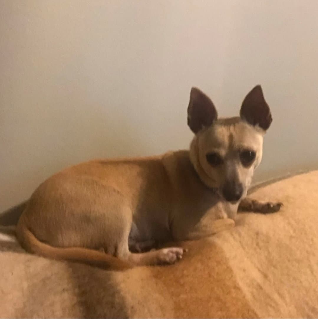 Chico - Chihuahua