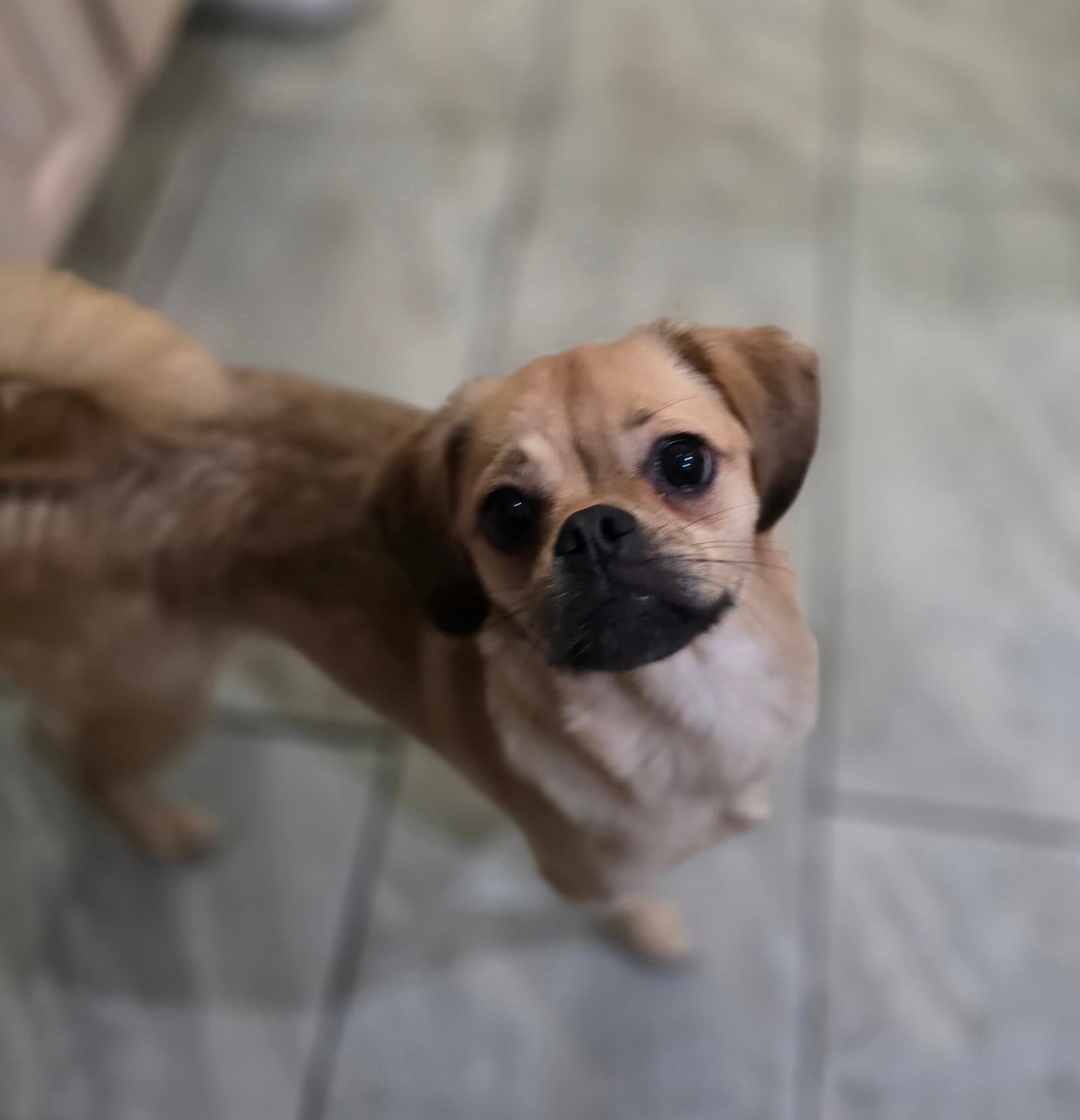 Lily - Pug