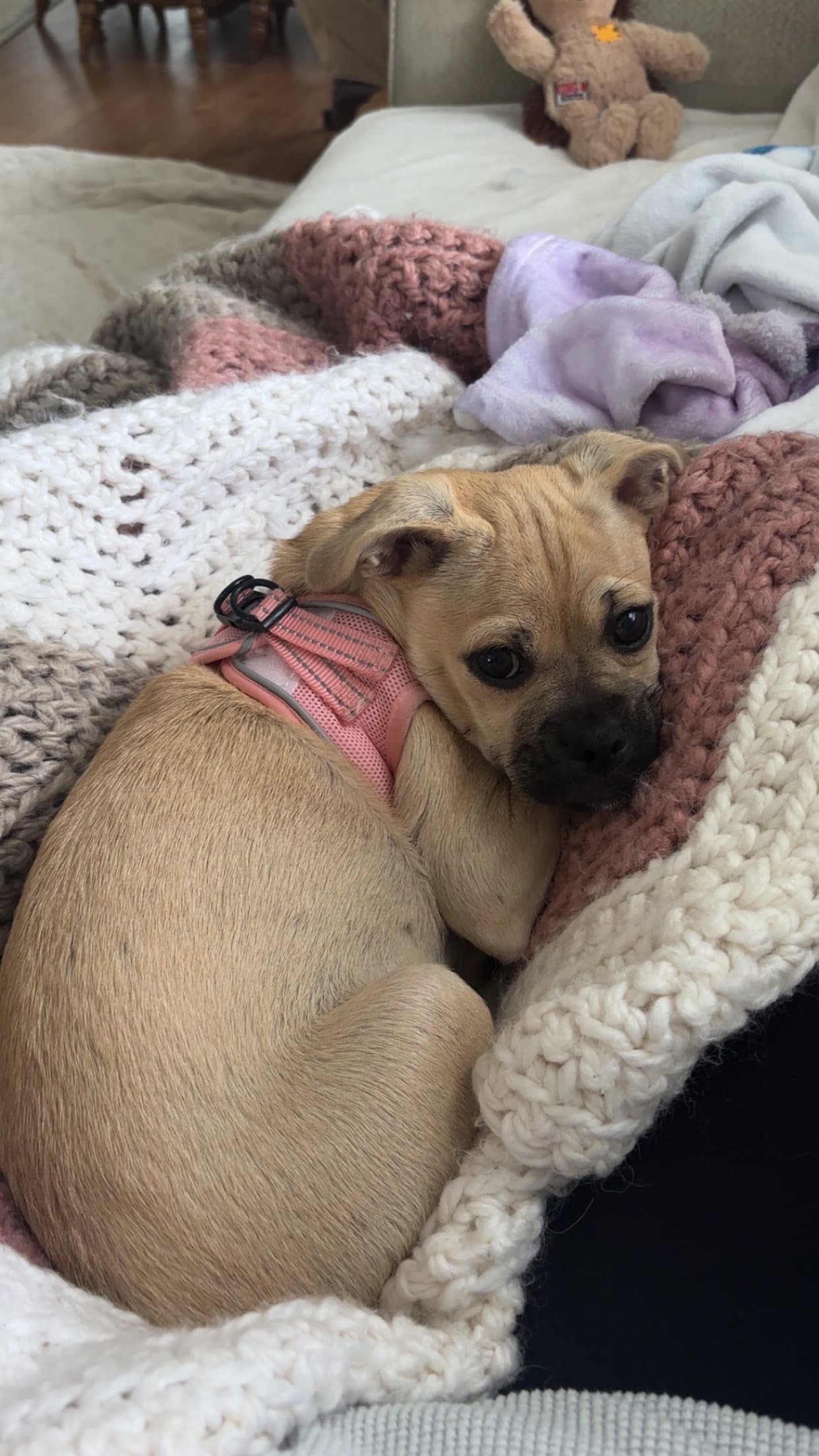 Ibizia - Pug