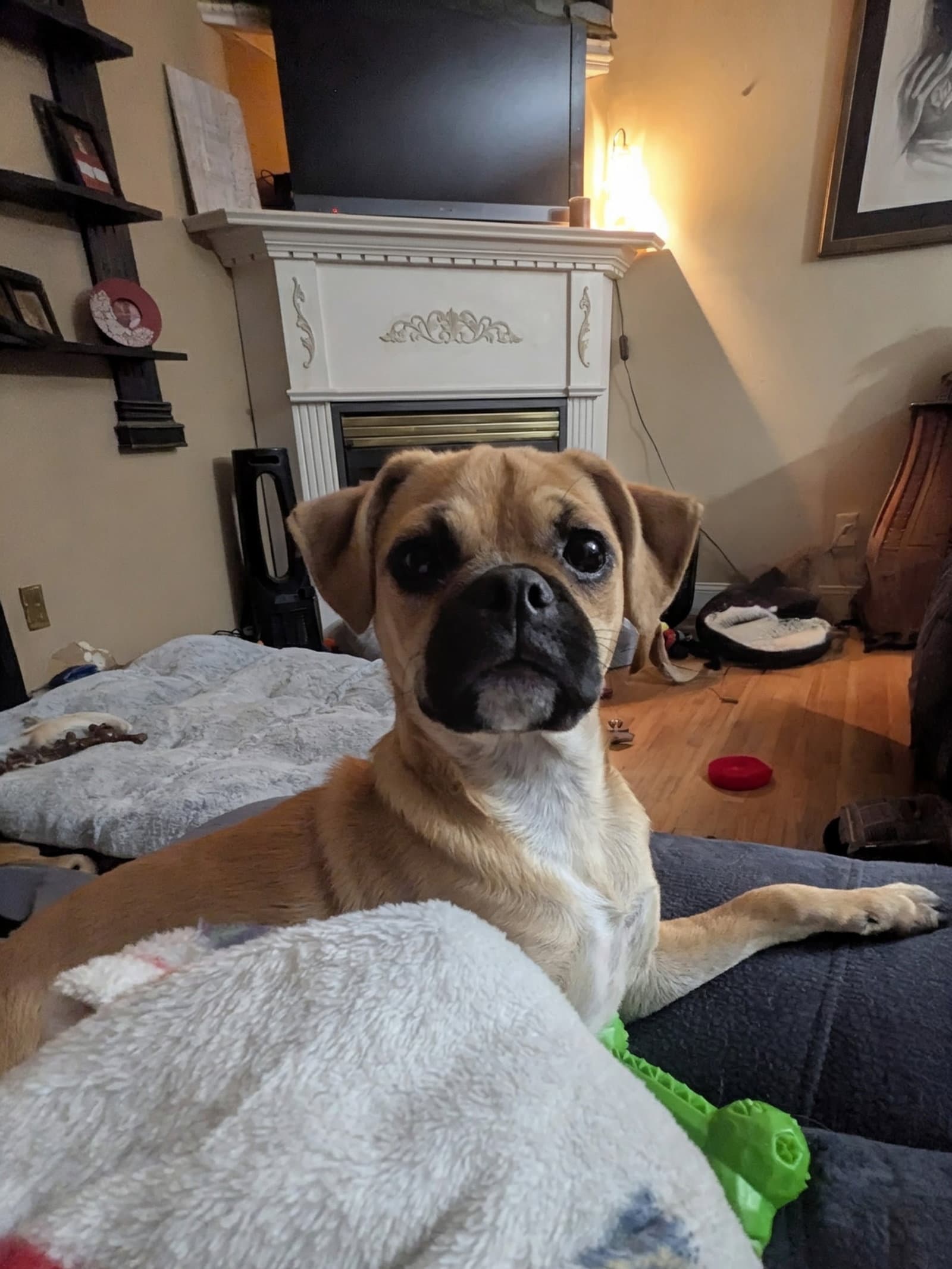 Viana - Pug
