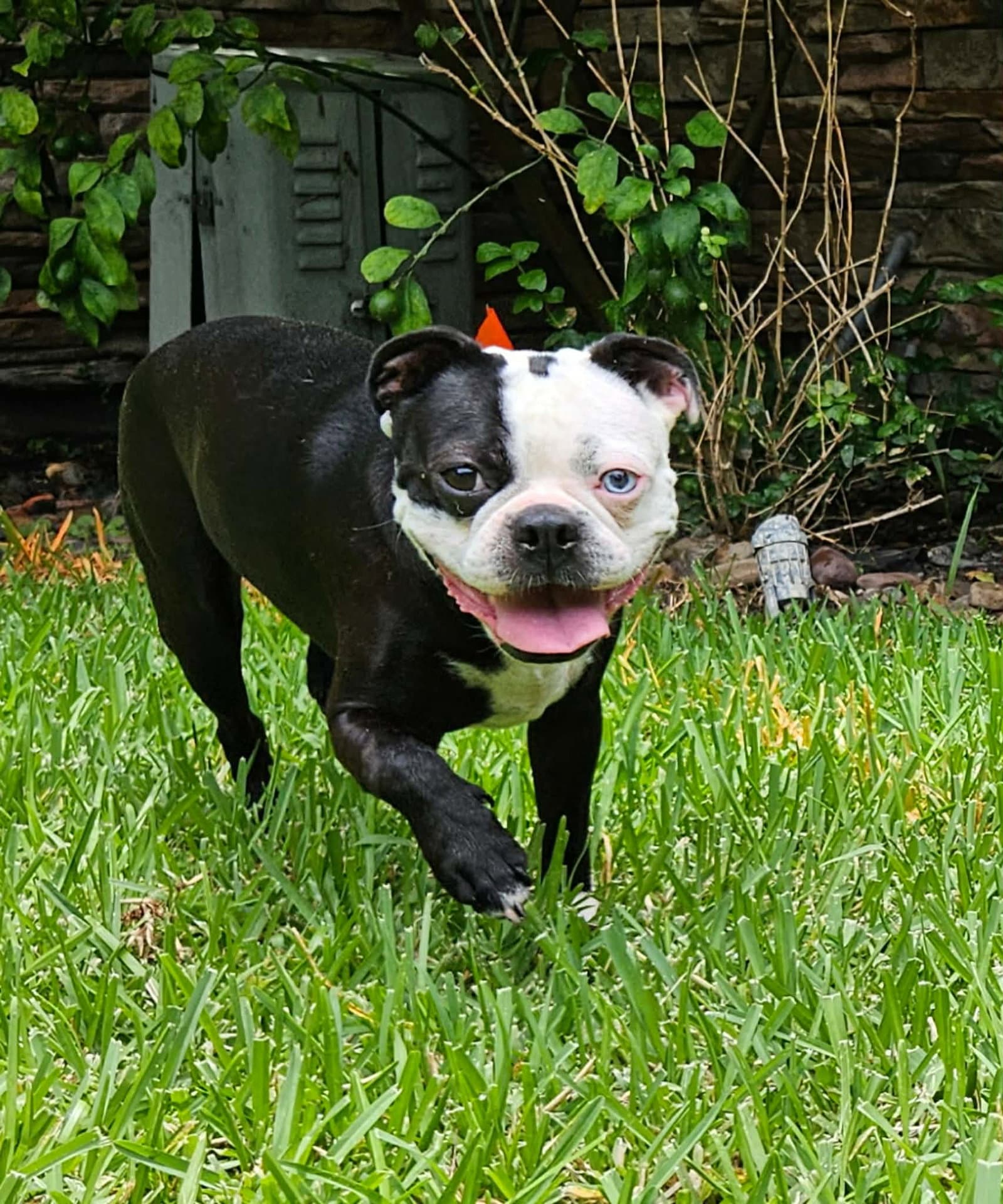 Gaston - Boston Terrier