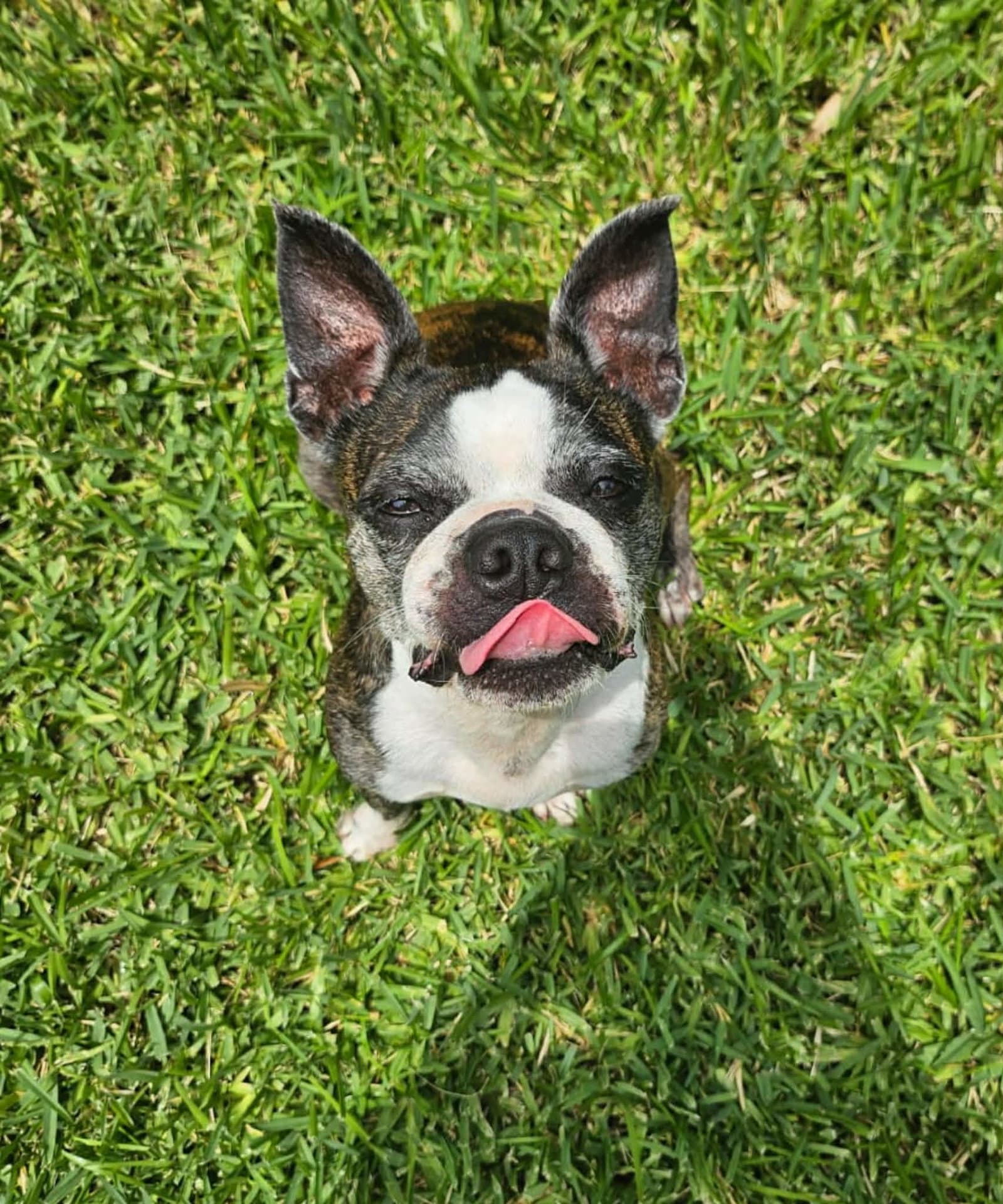 Astrid - Boston Terrier