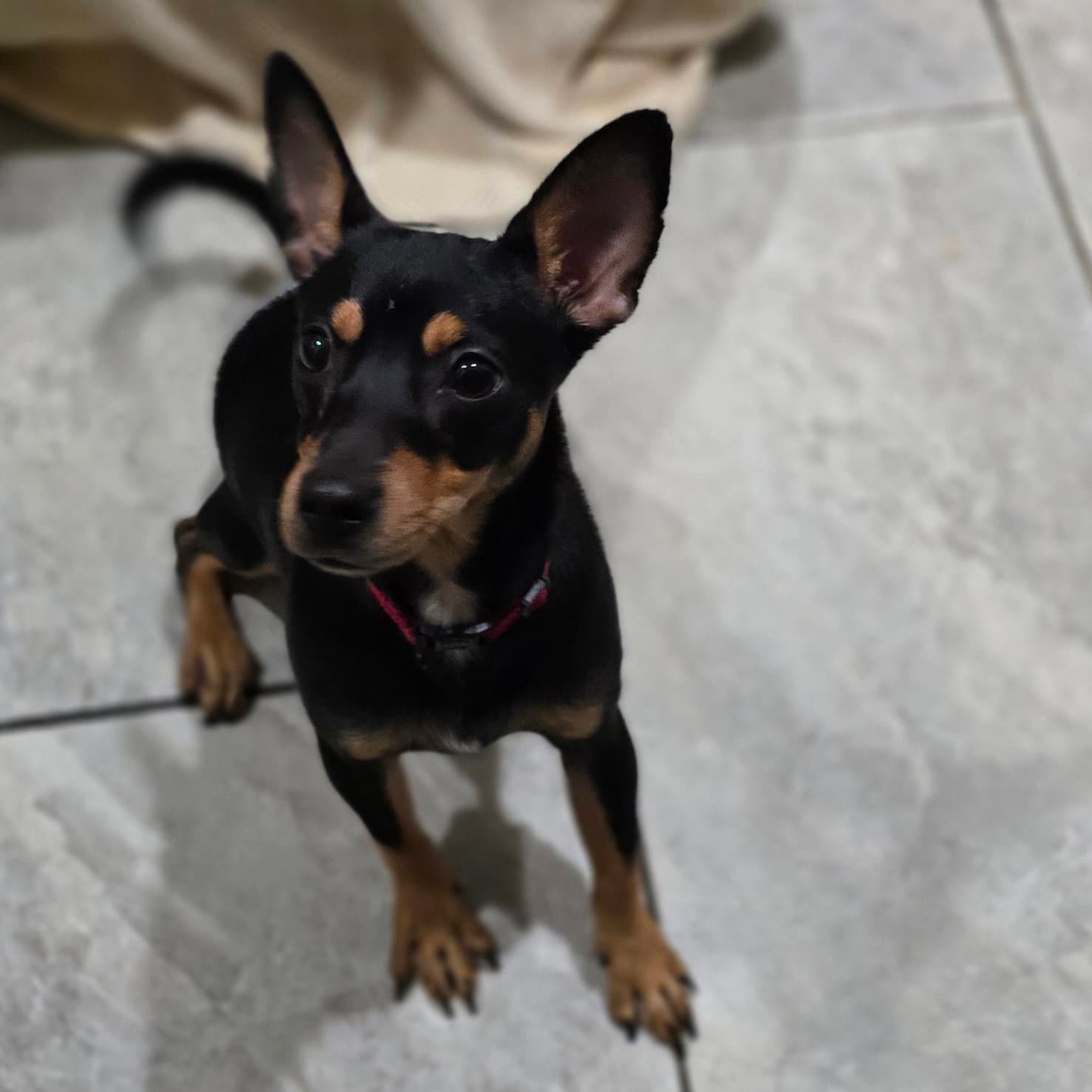 Arlo - Miniature Pinscher