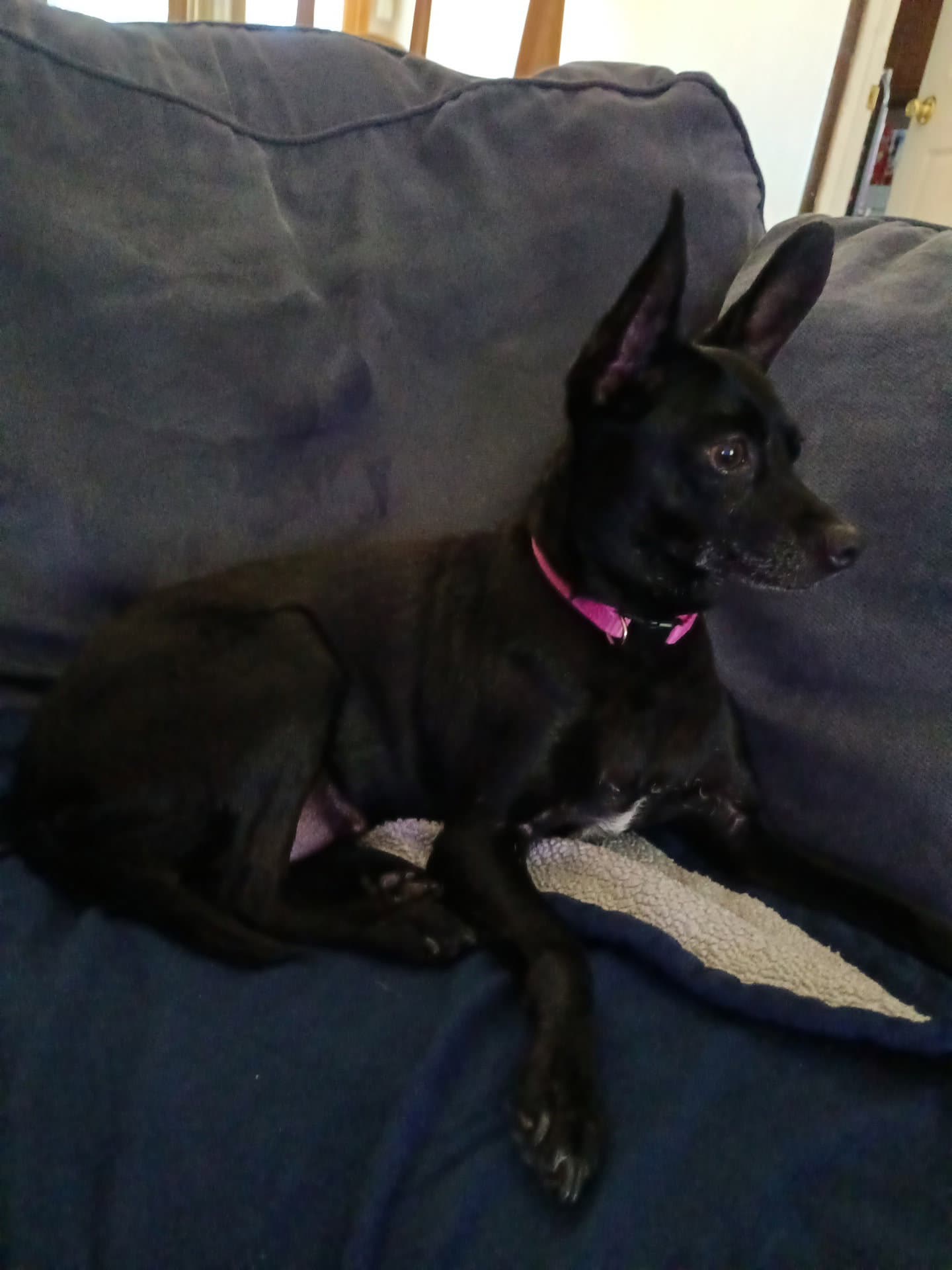 Zasha - Chihuahua