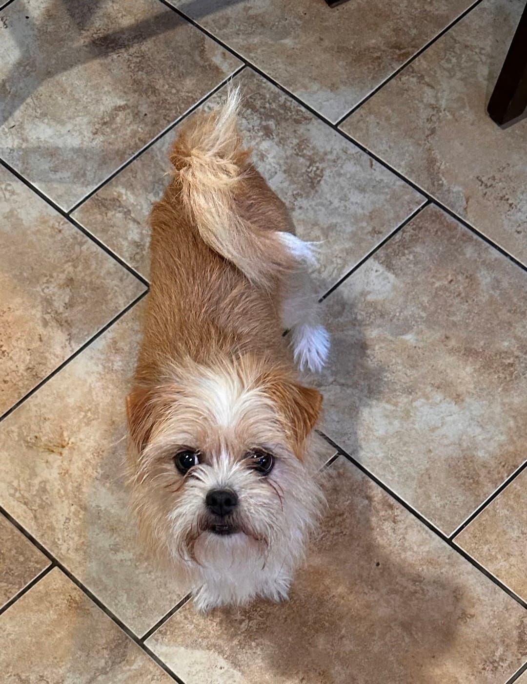Trevi - Terrier
