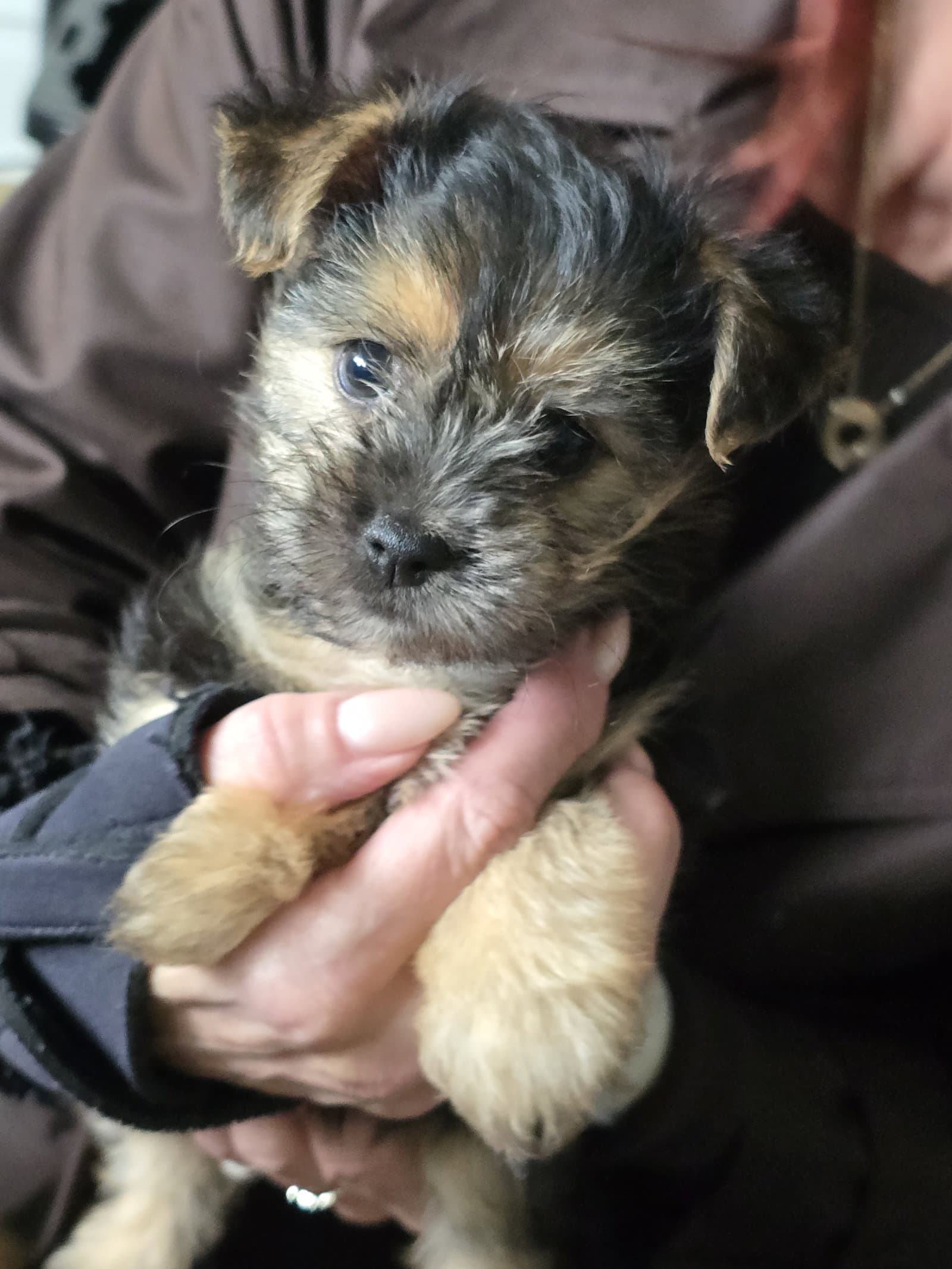 Sadie - Yorkshire Terrier Yorkie