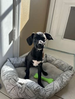 Bree image 1