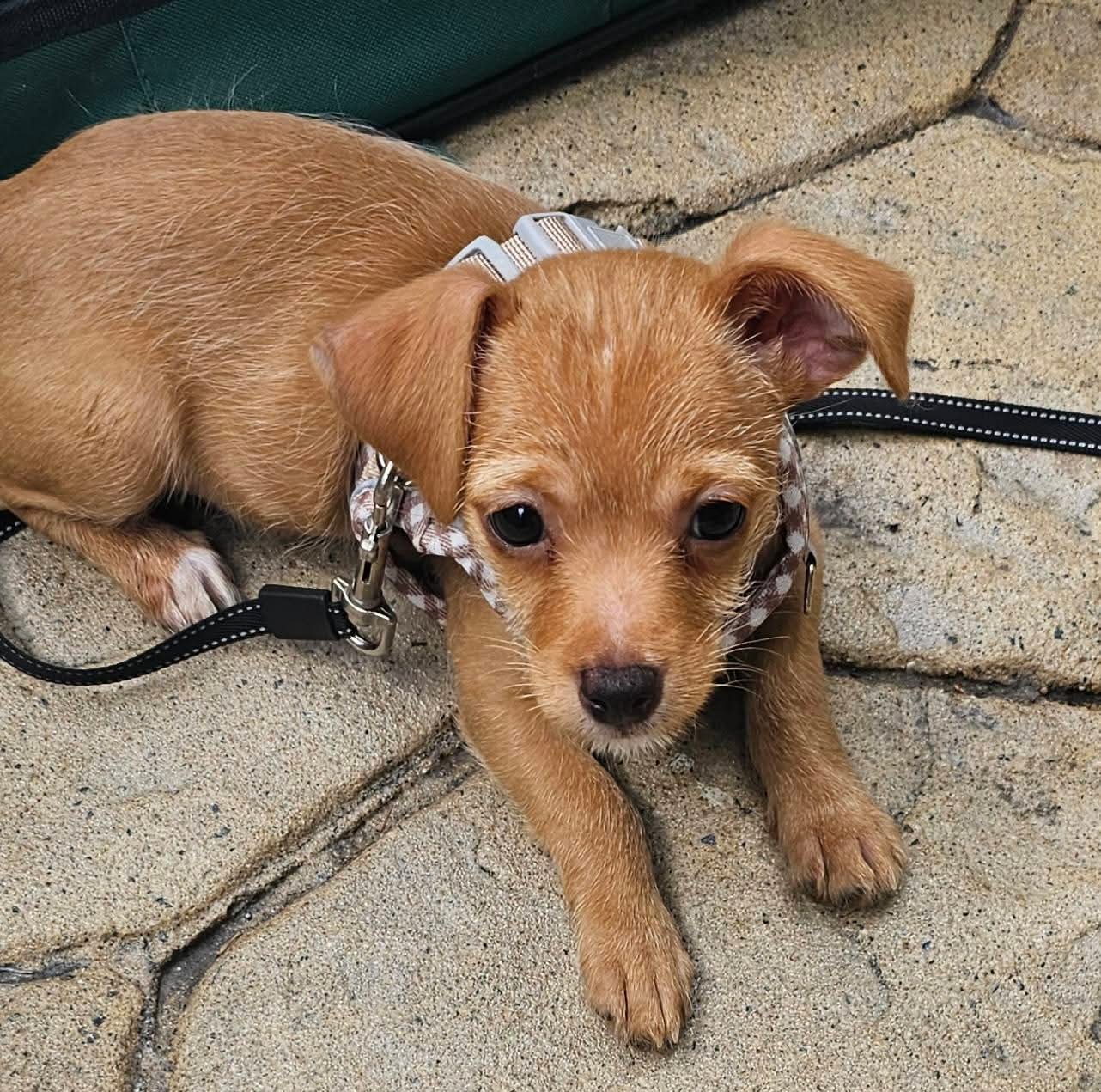 Liam - Chihuahua