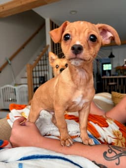 Louie image 1