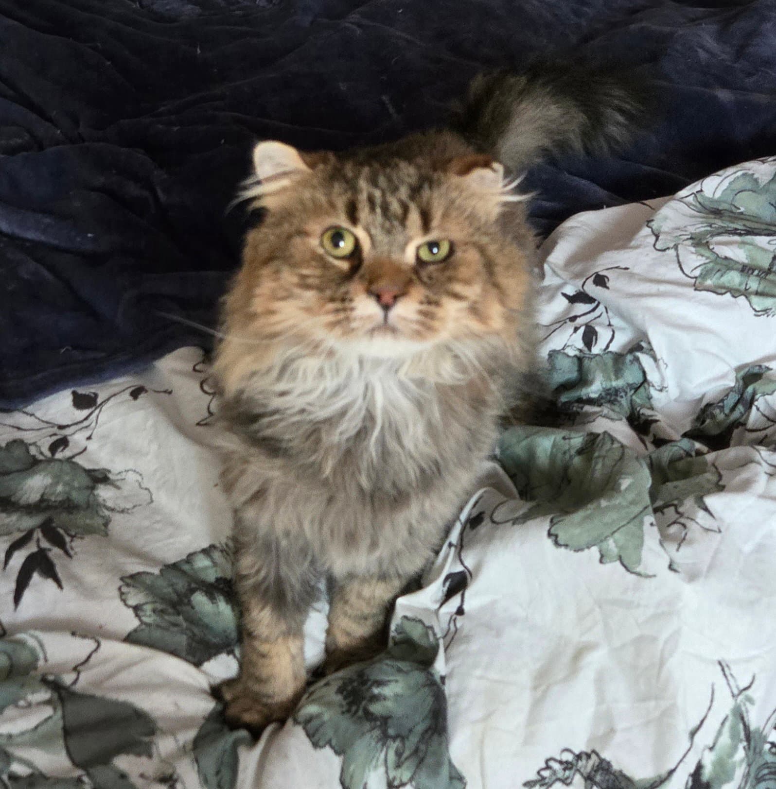 Wv - Jackson Mcr Fiv Positive - Maine Coon