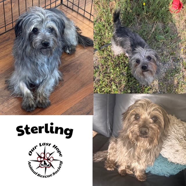 Sterling - Terrier