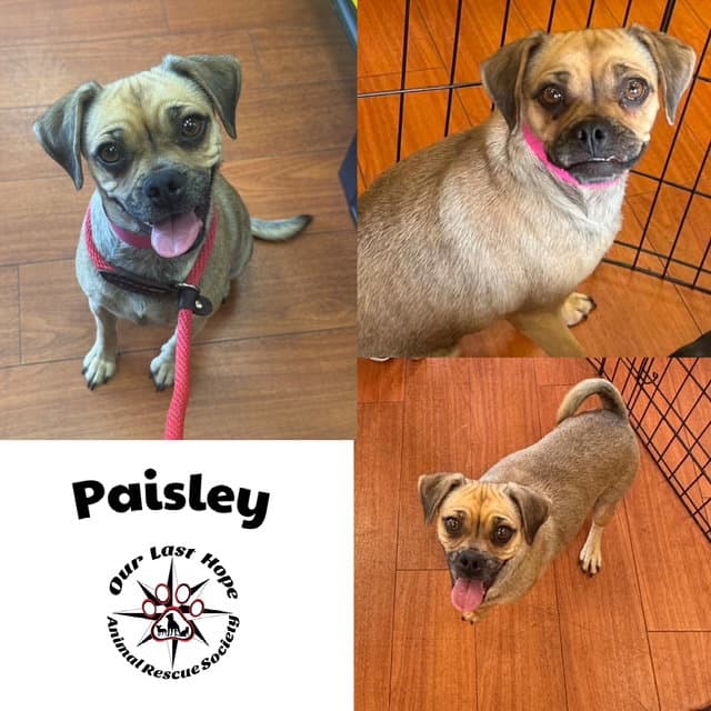 Paisley - Pug