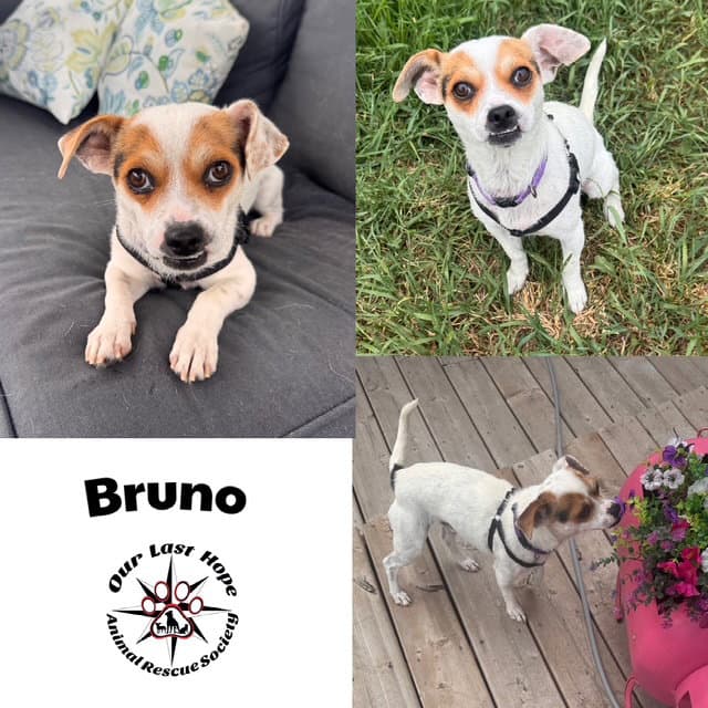 Bruno - Rat Terrier
