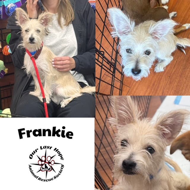 Frankie - Terrier