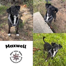 Maxwell image 1