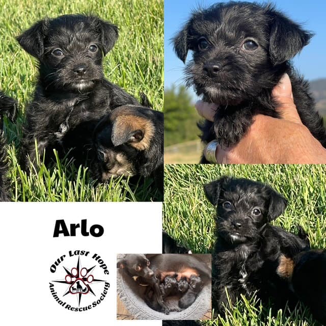 Arlo - Chihuahua