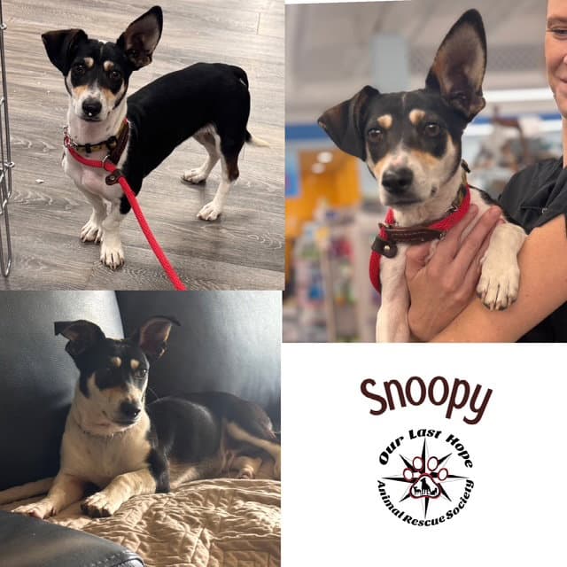 Snoopy - Rat Terrier