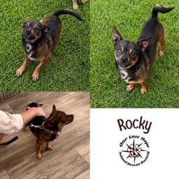 Rocky image 1