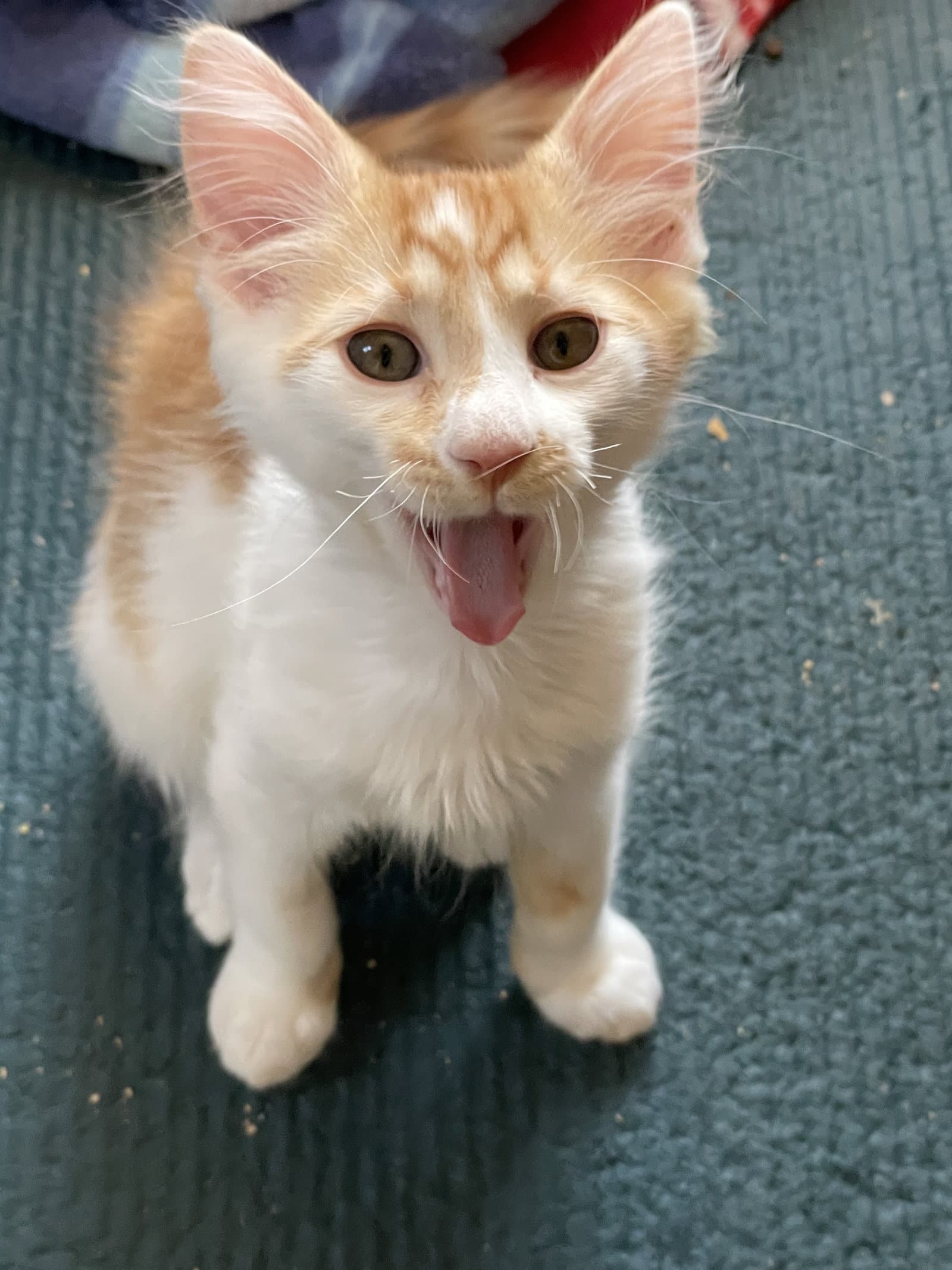 Vinny - Domestic Medium Hair