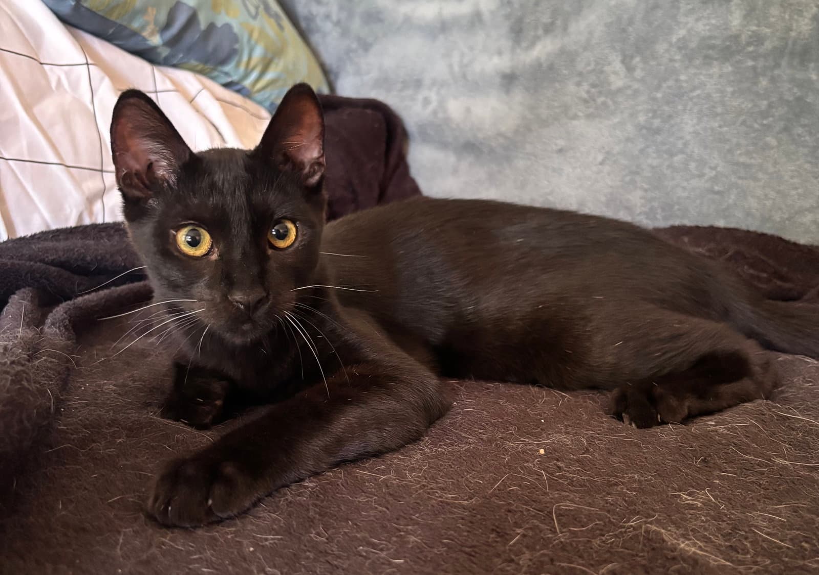 Nibbler - Domestic Short Hair